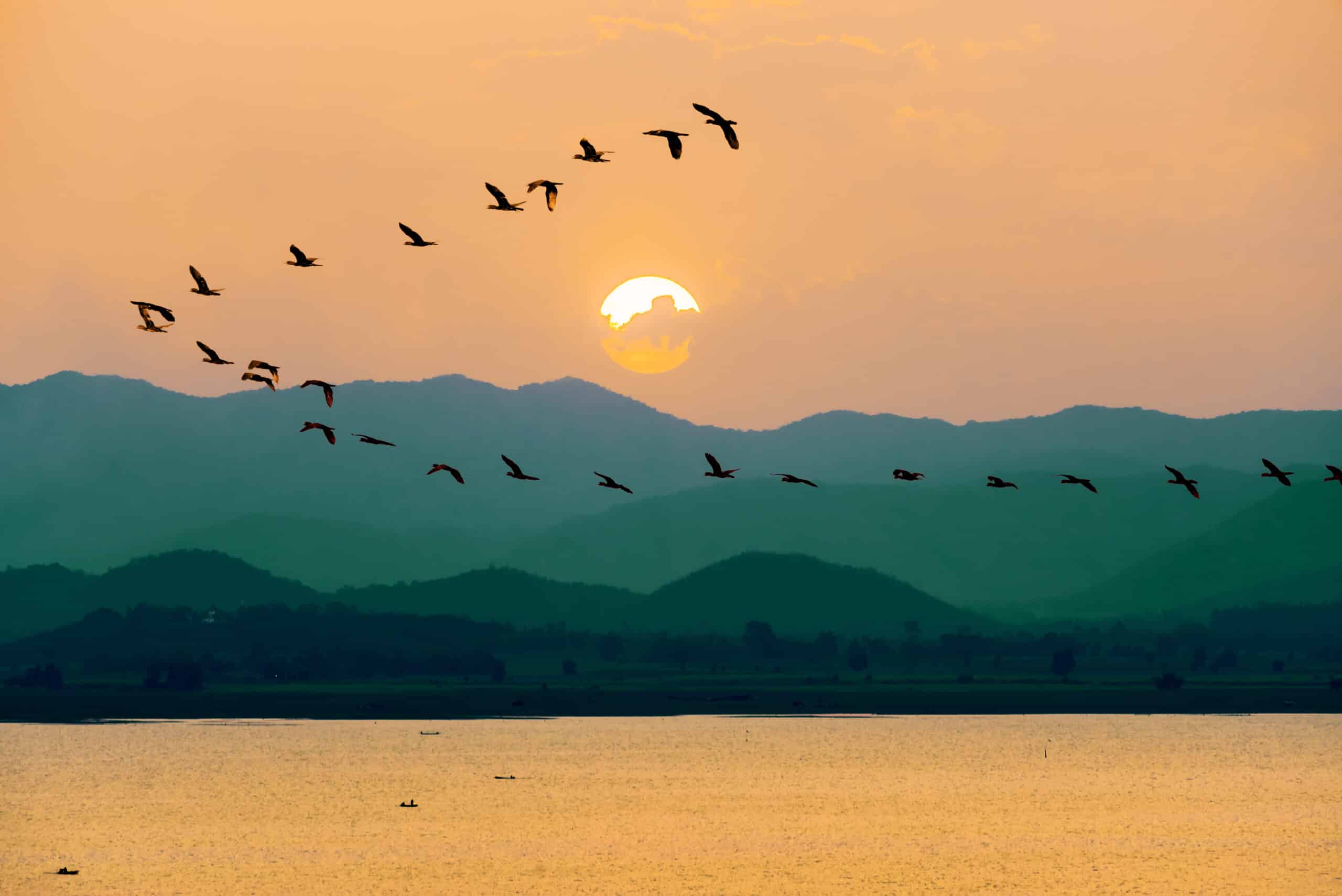 Birds flying over lake during sunset